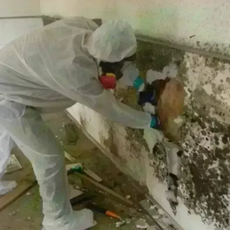 Mold Remediation and Removal in Sumner County, TN